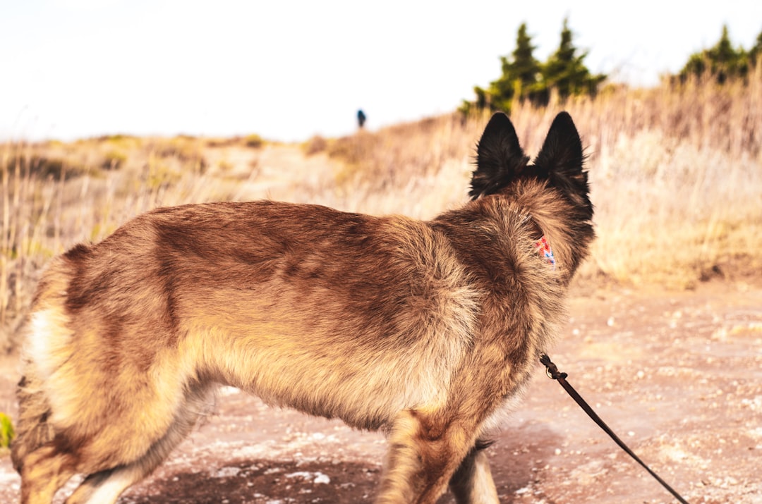 dog territorial aggression toward strangers