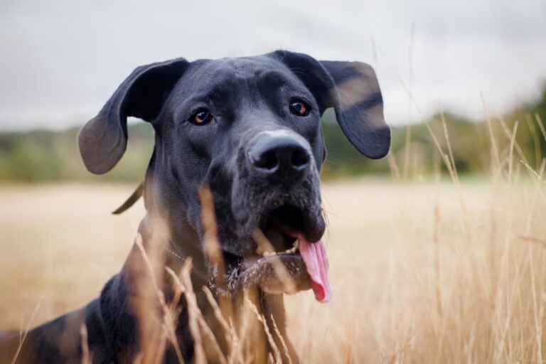 great dane puppy training size challenges