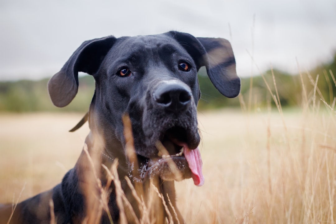 great dane puppy training size challenges