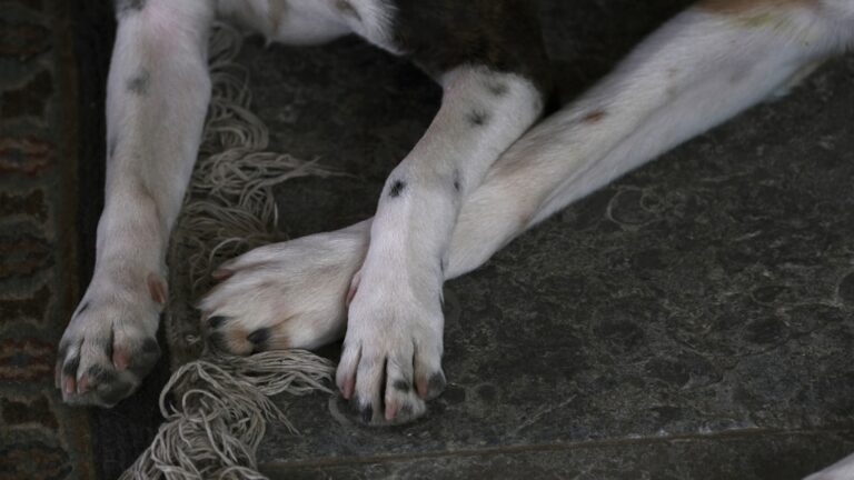 how to teach dog to weave through legs