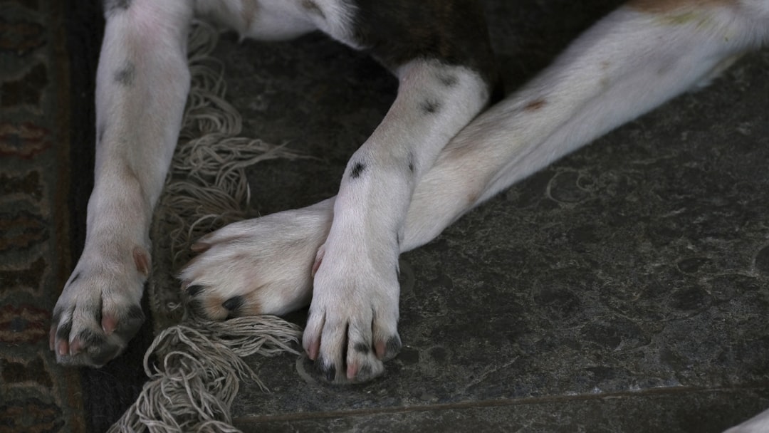 how to teach dog to weave through legs