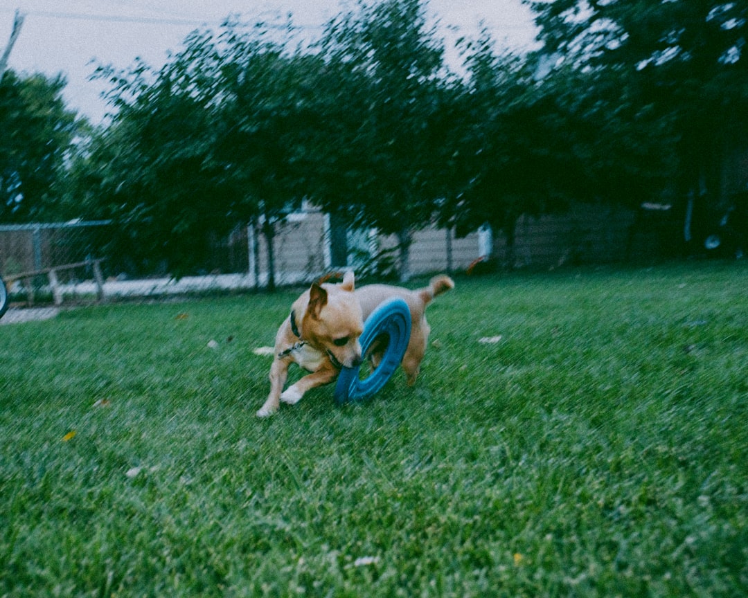 how to train dog to spin in a circle