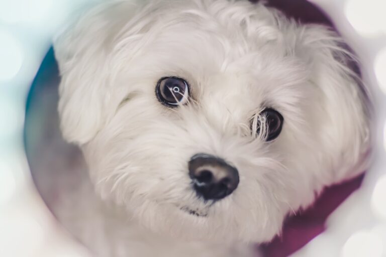 maltese separation anxiety training tips