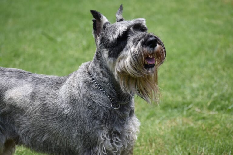 miniature schnauzer barking training guide