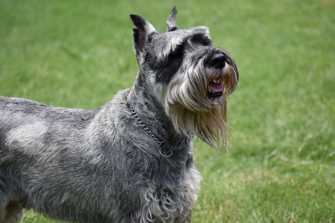 miniature schnauzer barking training guide