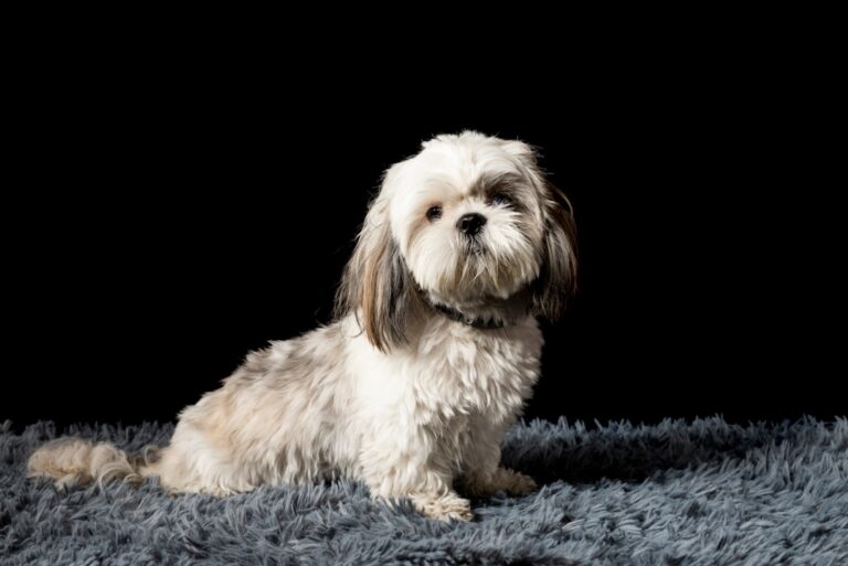 shih tzu training not responding guide