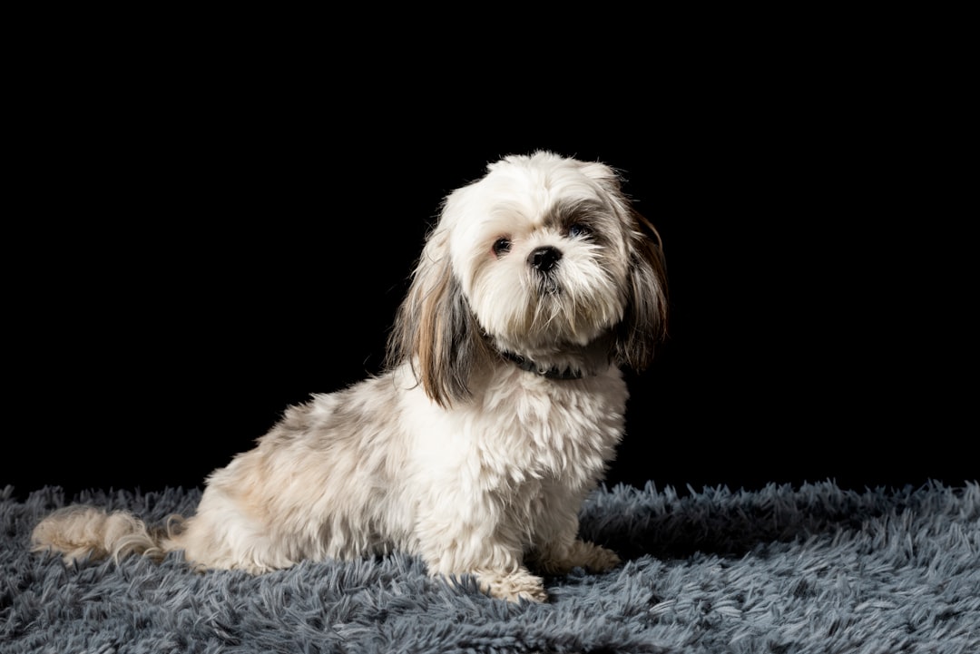 shih tzu training not responding guide