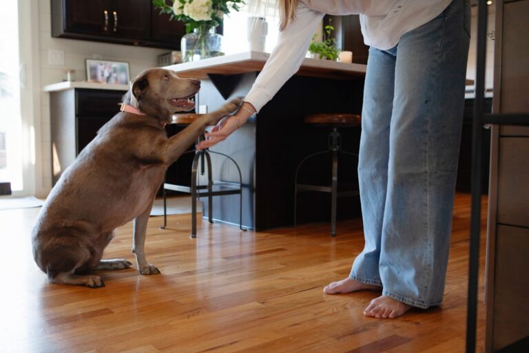 teaching dog polite greetings no jumping