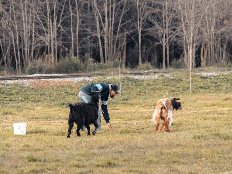 three ds of dog training distance duration distraction