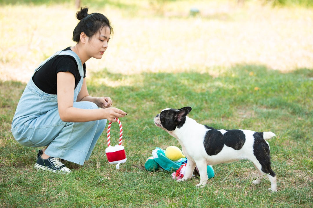 toy motivated dog training techniques