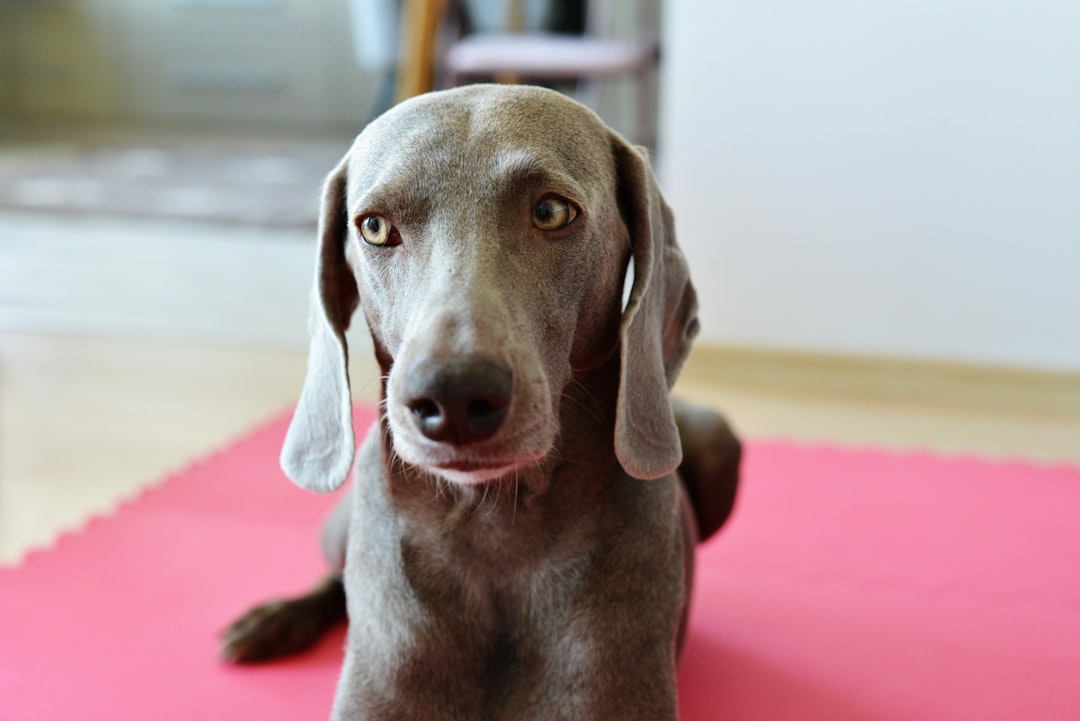 weimaraner separation anxiety training